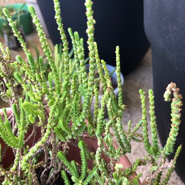 Crassula muscosa