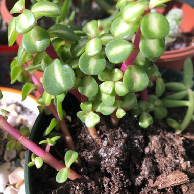 Portulacaria Afra