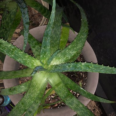 Aloe Maculata