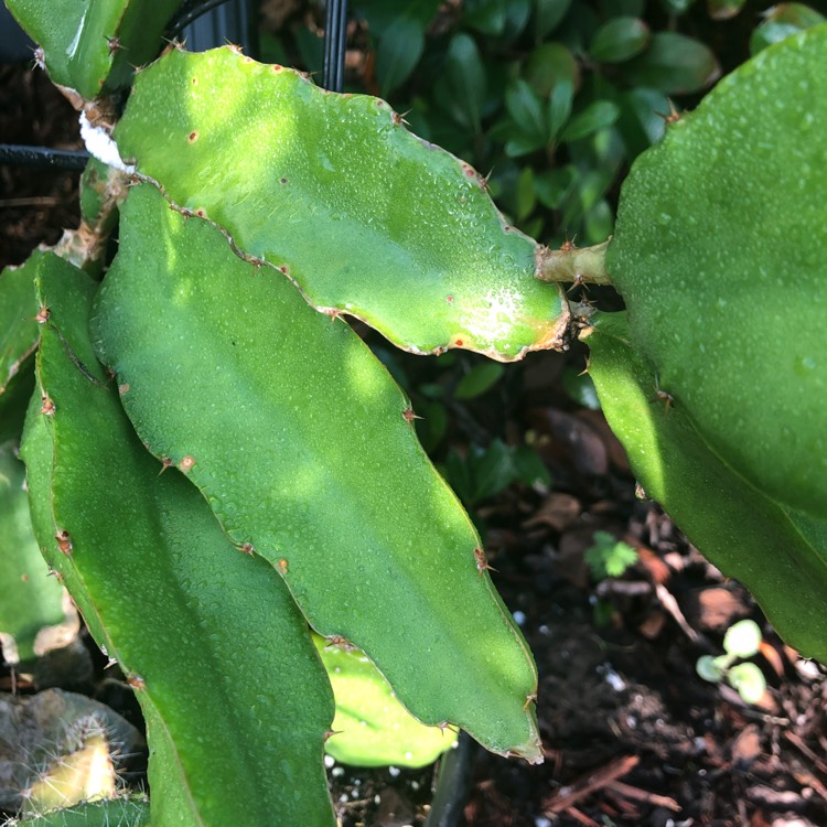 Plant image Hylocereus megalanthus