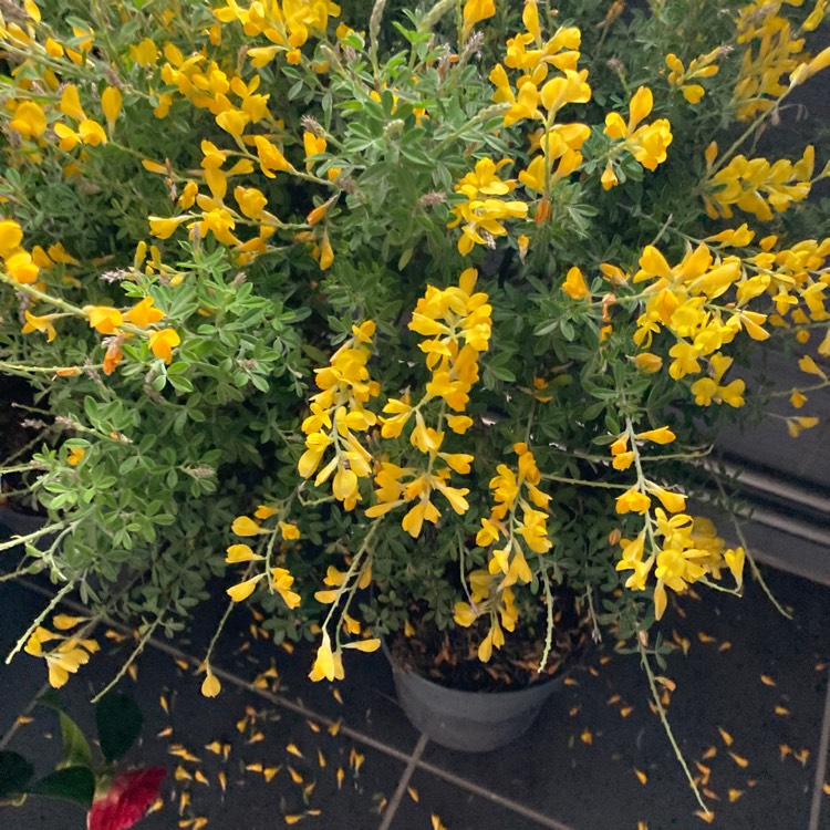 Plant image Cytisus racemosus syn. Genista racemosa