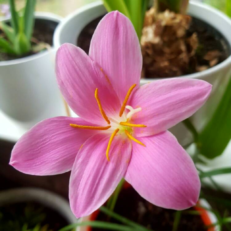 Plant image Hesperantha coccinea 'Mollie Gould' syn. Schizostylis coccinea  'Mollie Gould'