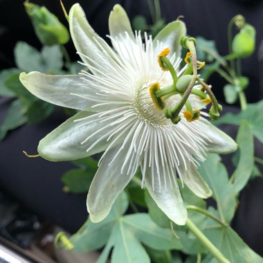 Passion flower 'Constance Elliot'