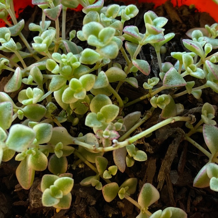 Plant image Crassula Pellucida Subsp. Marginalis 'Minima Albovariegata' 