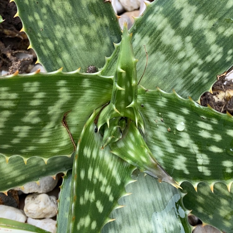 Plant image Aloe aculeata