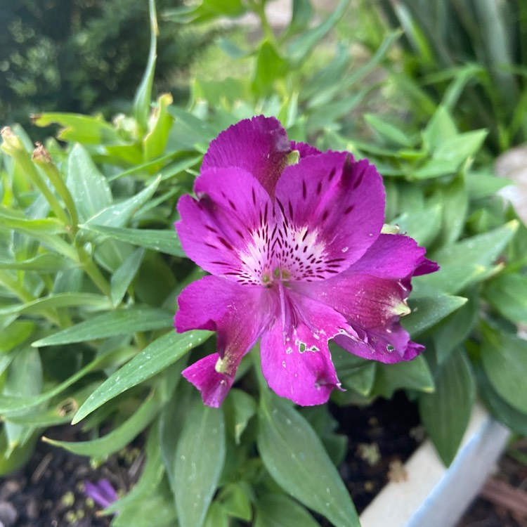 Plant image Alstroemeria 'Pandora'