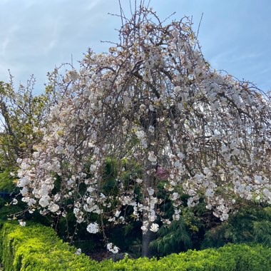 Prunus x amygdalopersica 'Spring Glow'