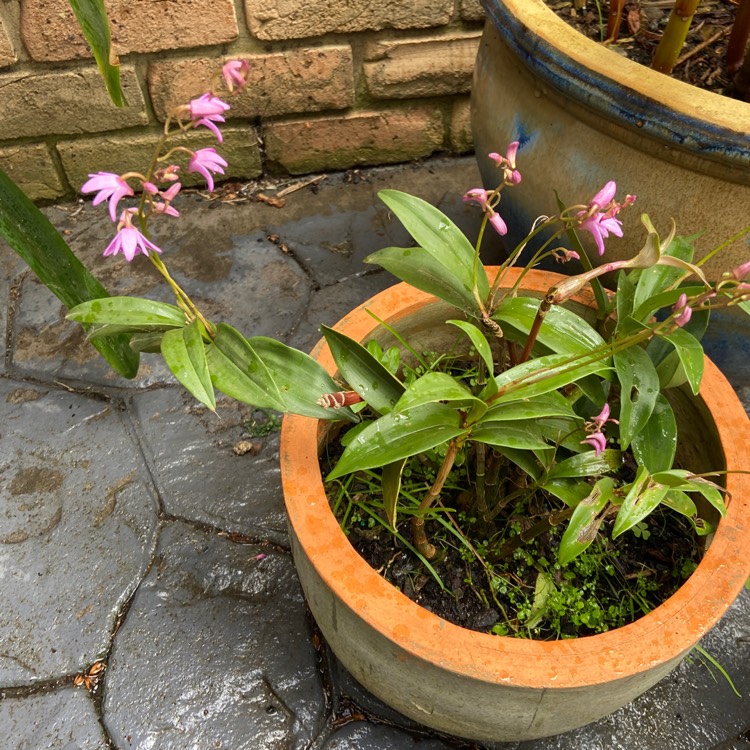 Plant image Dendrobium 'White'