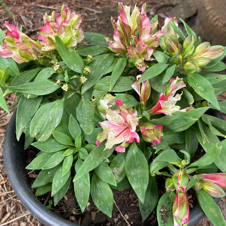 Plant image Alstroemeria 'Koncasweet' (Inca Series) syn. Alstroemeria 'Inca Sweety'