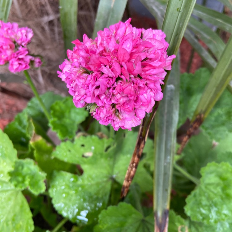 Plant image Pelargonium 'ToscaQ488' (Dynamo Series) syn. Pelargonium 'Dynamo Hot Pink'