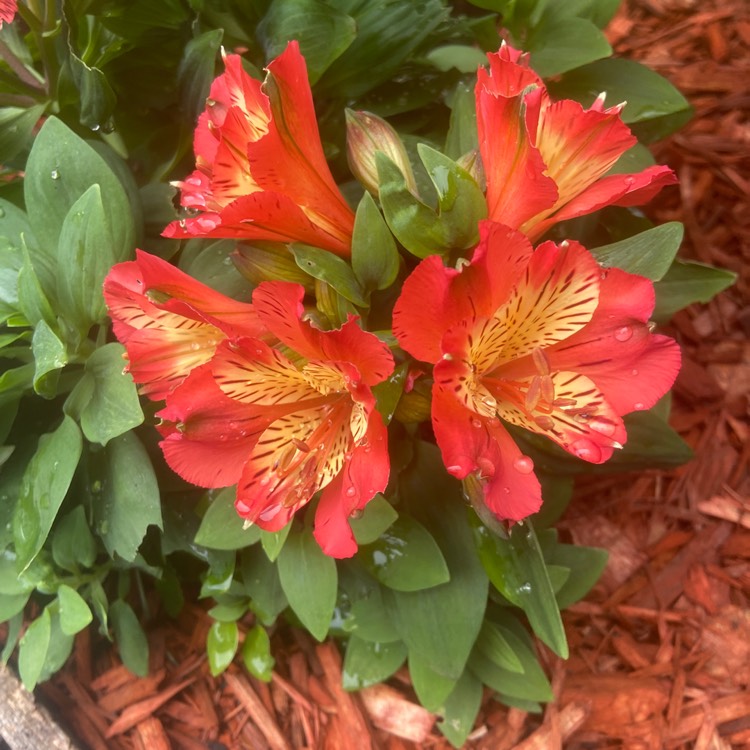 Plant image Alstroemeria 'Flaming Star'