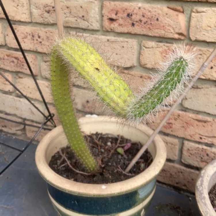 Plant image Arthrocereus Rondonianus