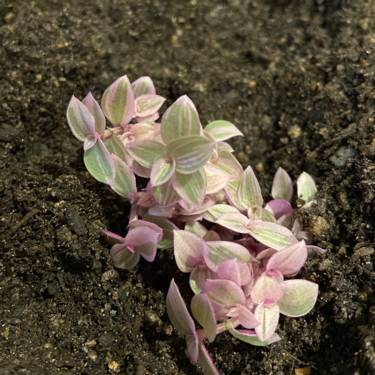 Plant image Callisia Repens Variegata- Pink Lady