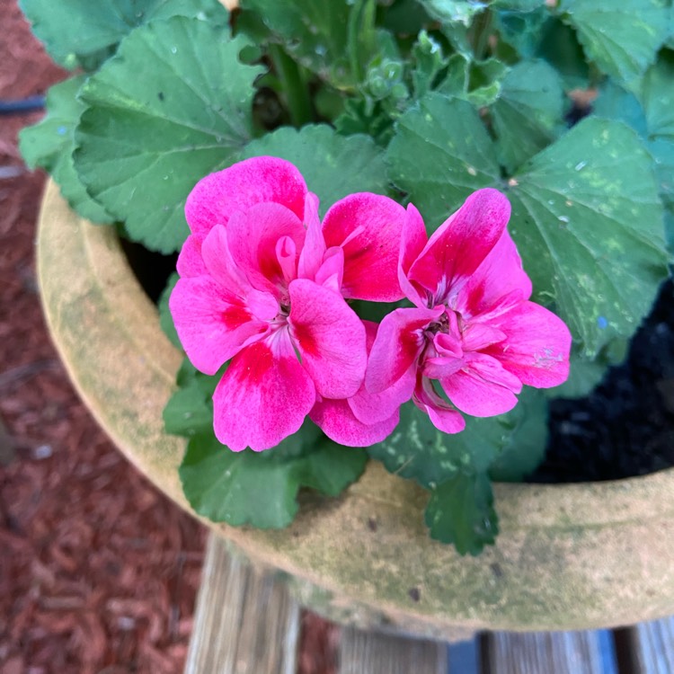 Plant image Pelargonium 'Pinktastic'