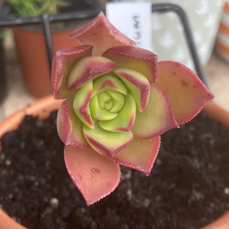 Plant image Echeveria Noble