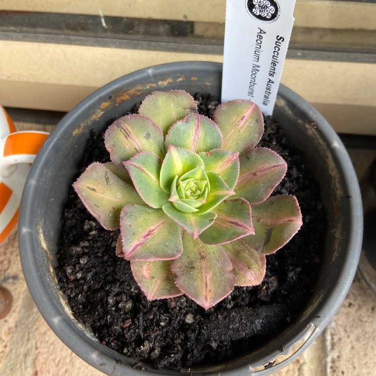 Plant image Aeonium Moonburst 