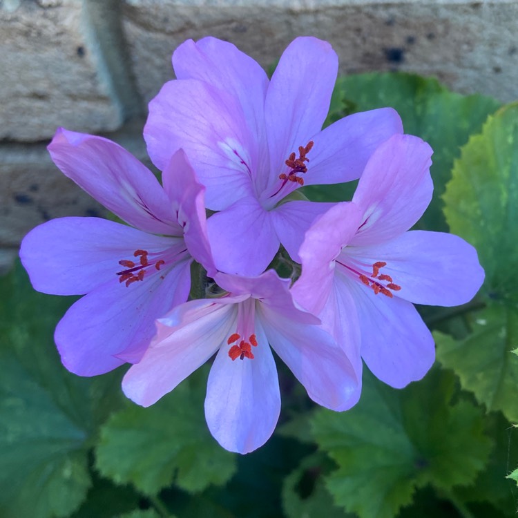 Plant image Pelargonium 'Mabel Grey'