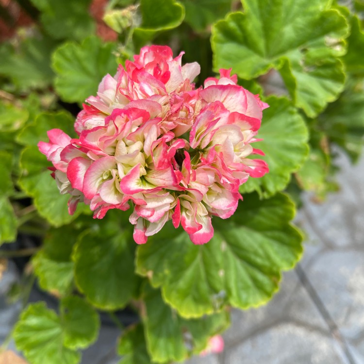 Plant image Pelargonium 'Apple Blossom Rosebud'