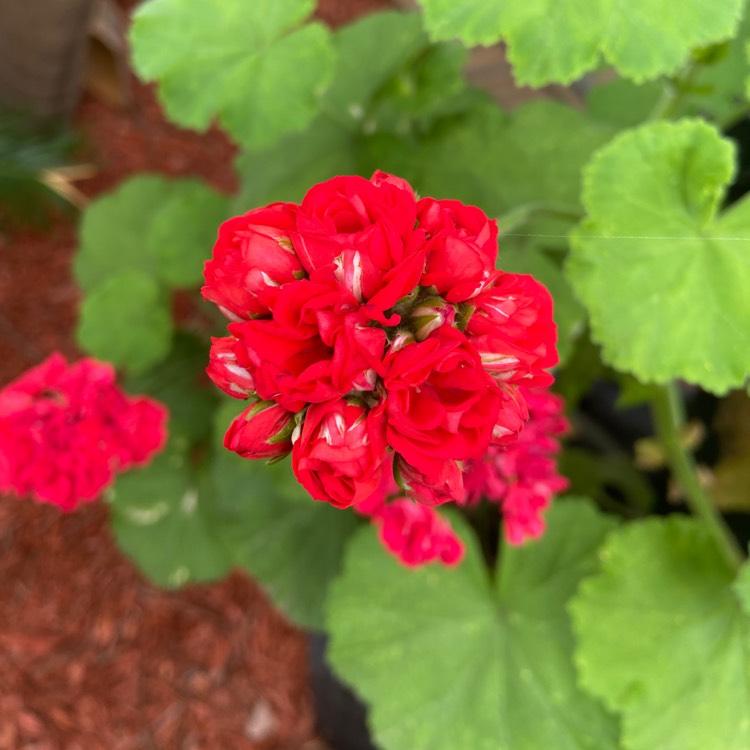 Plant image Pelargonium 'Amri Whitsp09' (Americana Series) syn. Pelargonium 'Americana White Splash'