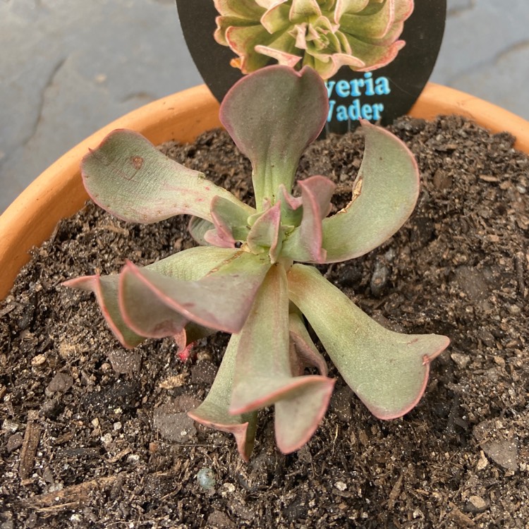 Plant image Echeveria Dark Vader