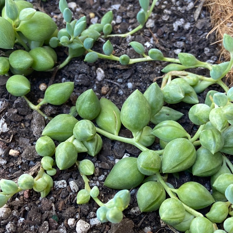 Plant image Senecio Citriformis