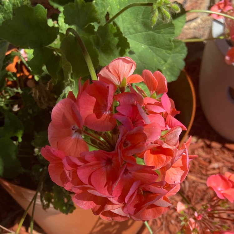 Plant image Pelargonium 'Bergpalais' syn. Pelargonium 'Evening Glow'