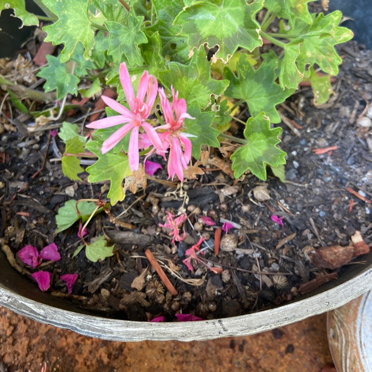 Plant image Pelargonium 'Golden Wedding'