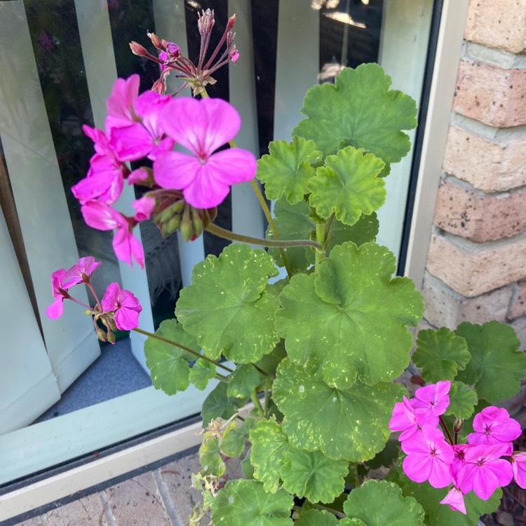 Plant image Pelargonium 'Clorinda'