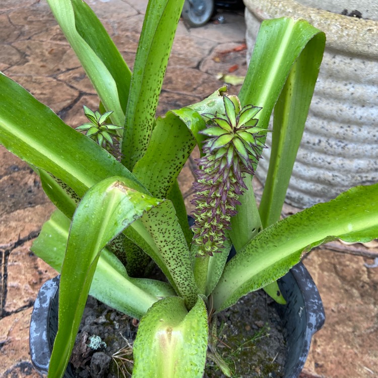 Plant image Eucomis montana