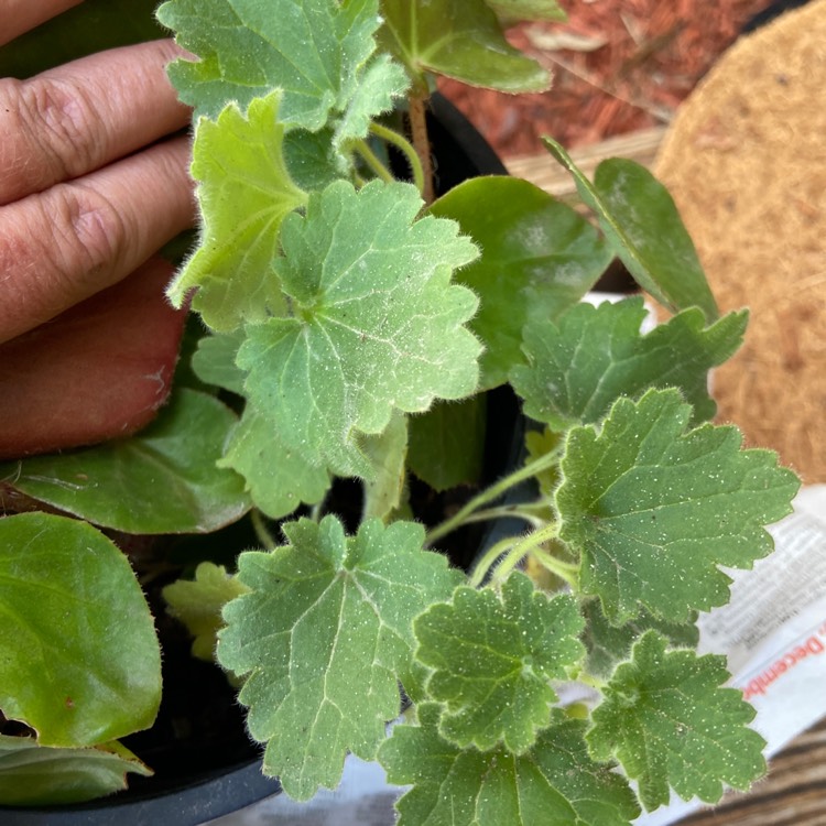 Plant image Geranium x magnificum syn. Geranium magnificum