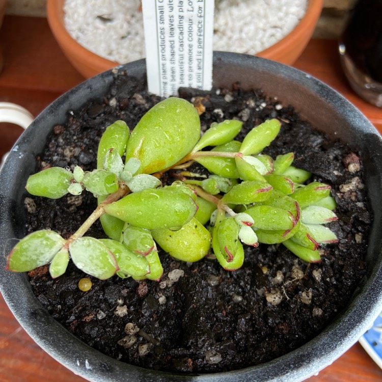 Plant image Cotyledon Papillaris 