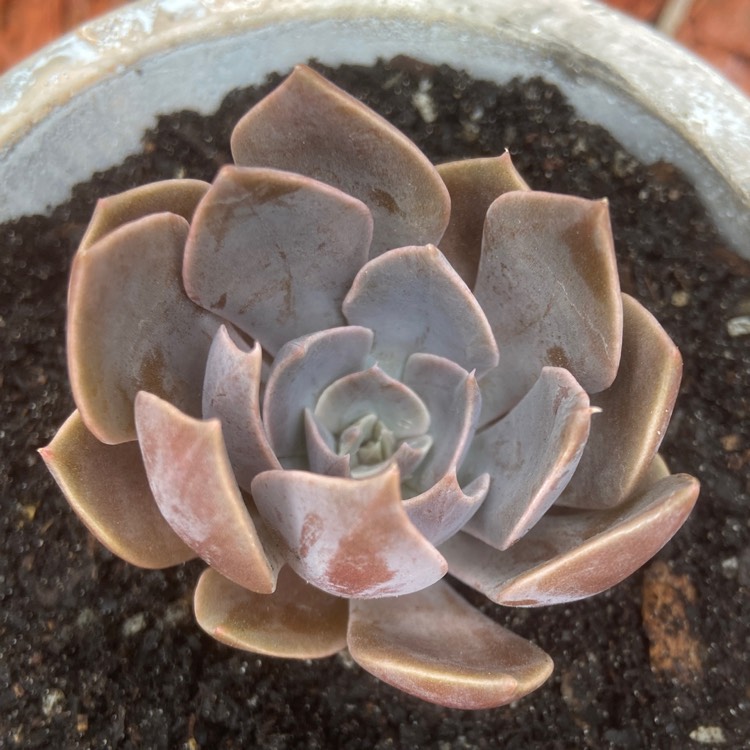 Plant image Echeveria Linda Jean