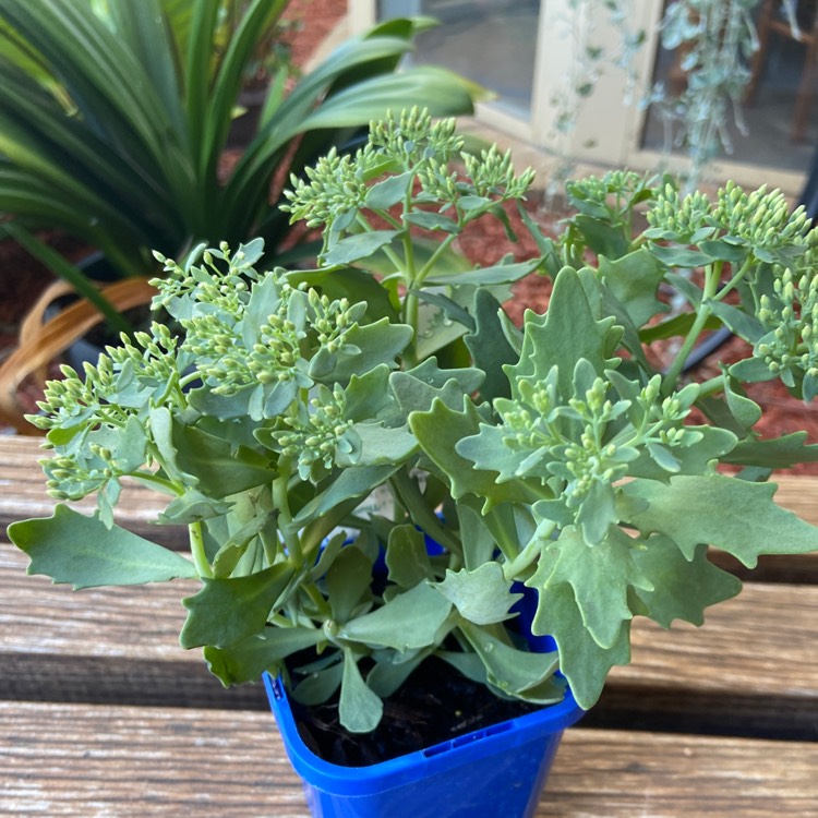 Plant image Sedum 'Thundercloud'