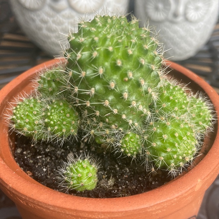 Plant image Rebutia pulvinosa subsp. albiflora syn. Rebutia albiflora, Aylostera albiflora