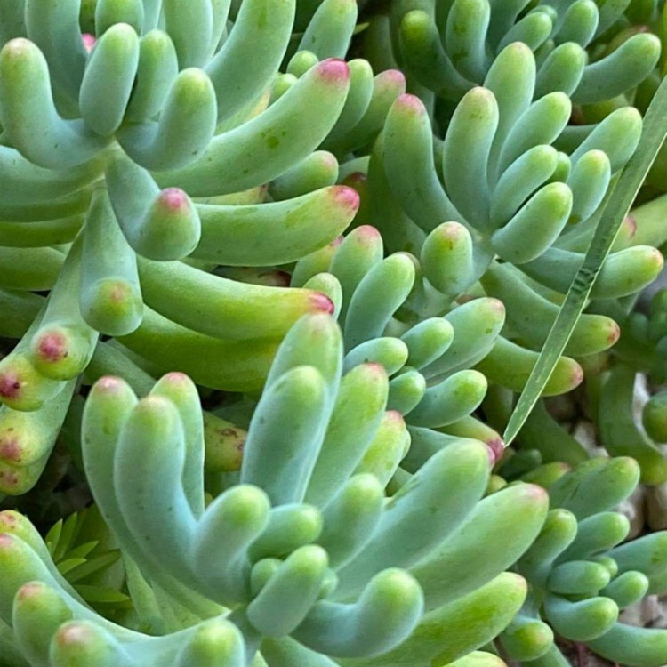 Plant image Sedum 'Pachyphyllum Hybrid