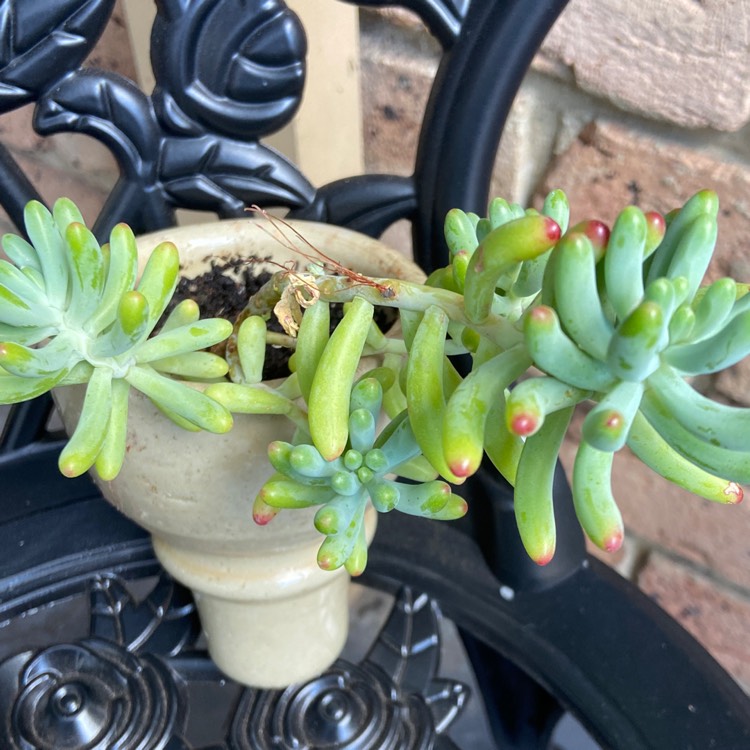 Plant image Sedum 'Pachyphyllum Hybrid