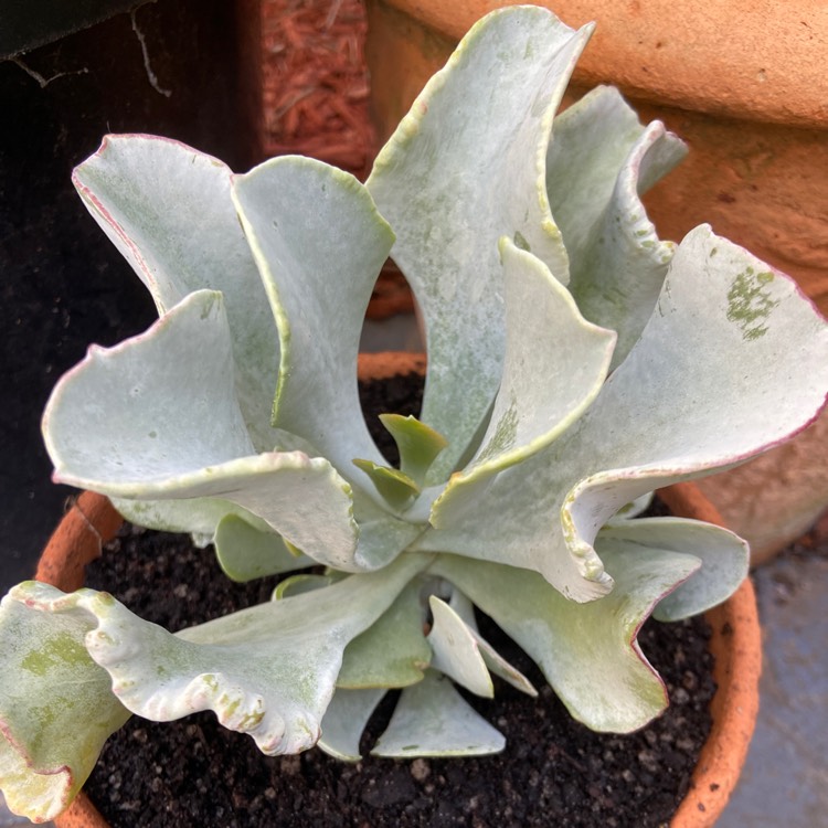 Plant image Cotyledon orbiculata 'Silver Waves'