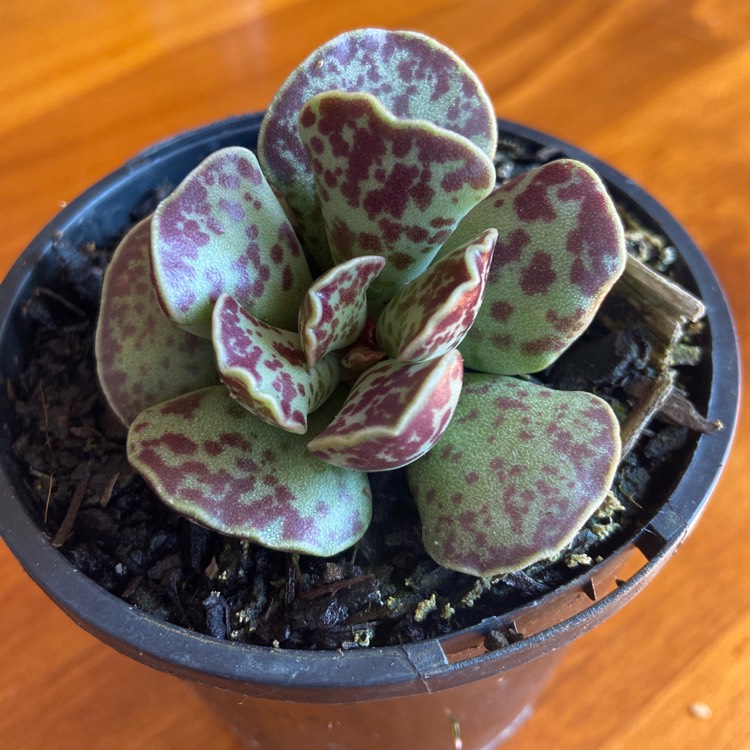 Plant image Adromischus cooperi