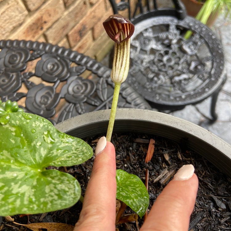 Plant image Arisaema Intermedium