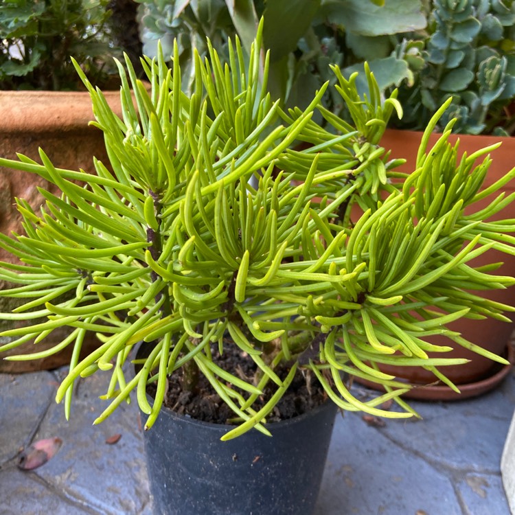 Plant image Senecio barbertonicus