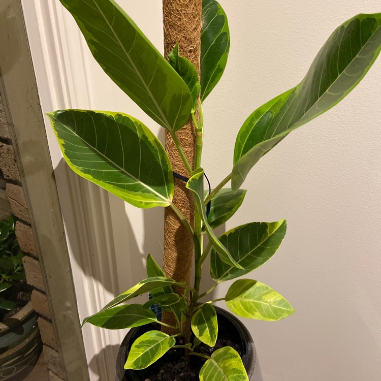 Plant image Ficus altissima 'Variegata'