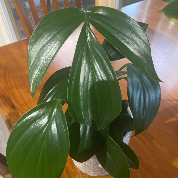 Plant image Epipremnum pinnatum  syn. Monstera pinnata, Philodendron pinnatum, Pothos pinnatus, Rhaphidophora pinnata, Scindapsus pinnatus