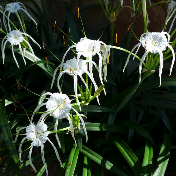 Plant image Hymenocallis acutifolia syn. Hymenocallis littoralis var. acutifolia