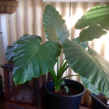 Colocasia esculenta  syn. Colocasia antiquorum