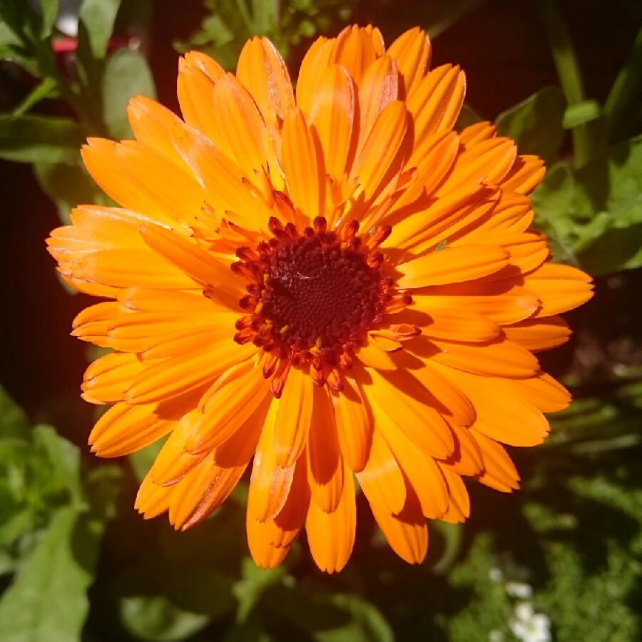 Pot marigold 'Indian Prince'