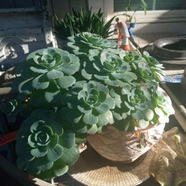 Echeveria