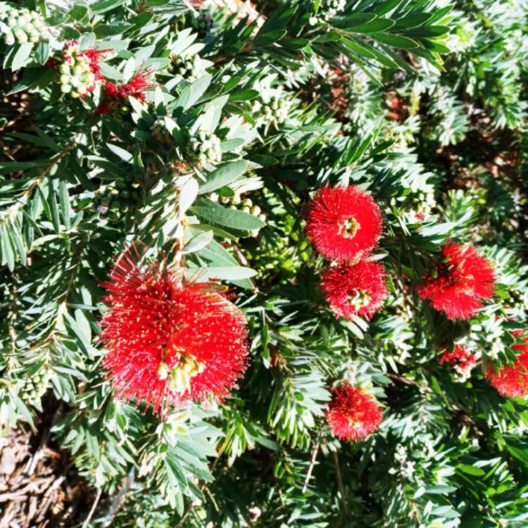 Plant image Callistemon Laevis