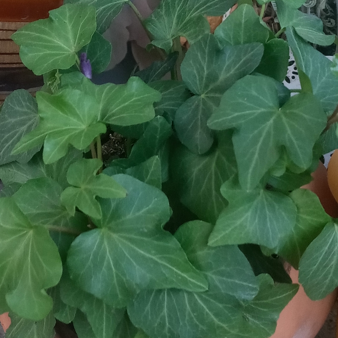 Plant image Hedera helix 'California Fan'