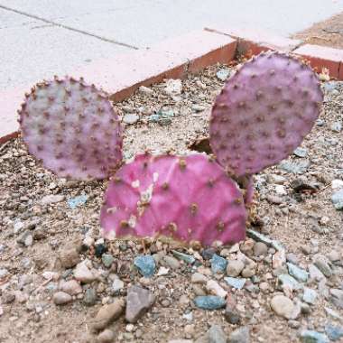 Opuntia violacea var. macrocentra