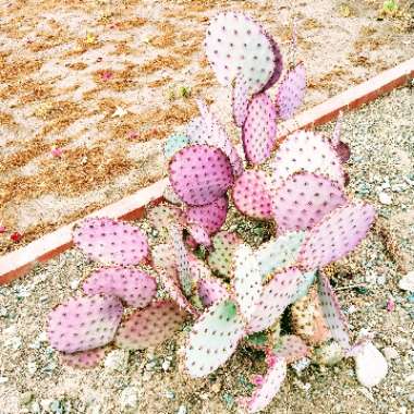 Opuntia violacea var. macrocentra